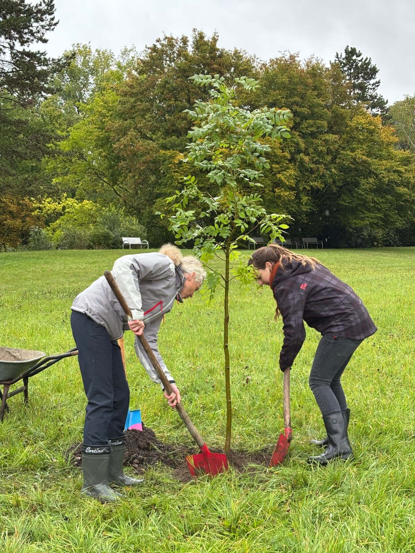 Zwei Personen pflanzen mit Spaten einen jungen Baum auf einer Wiese
