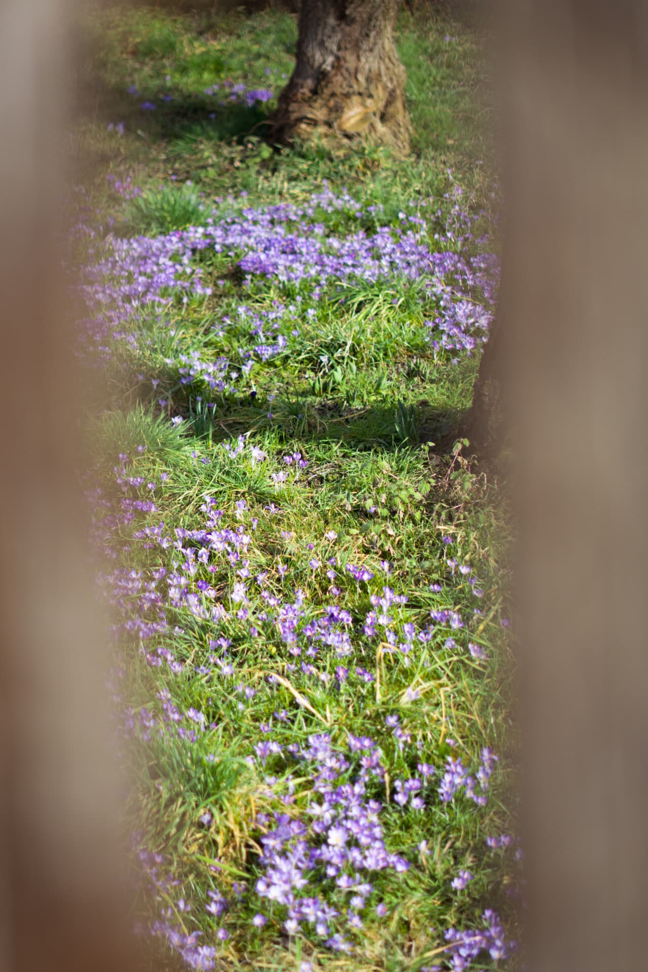 Blau blühender Blaustern-Teppich unter einem alten Baum, durch einen Spalt fotografiert