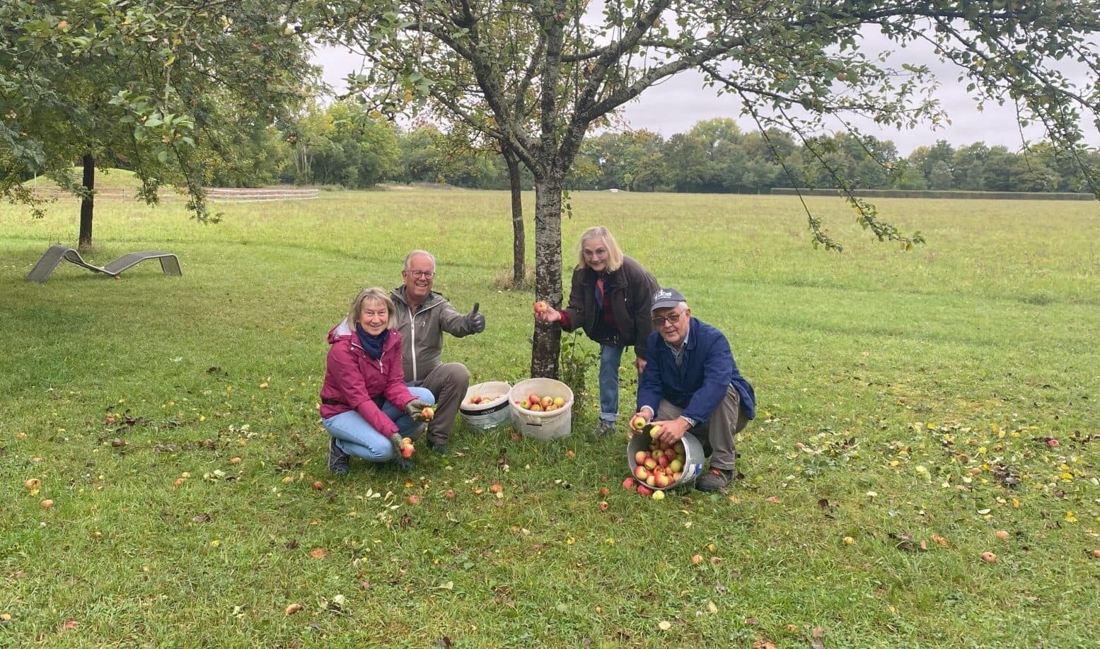 Vier Personen sammeln Äpfel unter einem Obstbaum auf einer Streuobstwiese