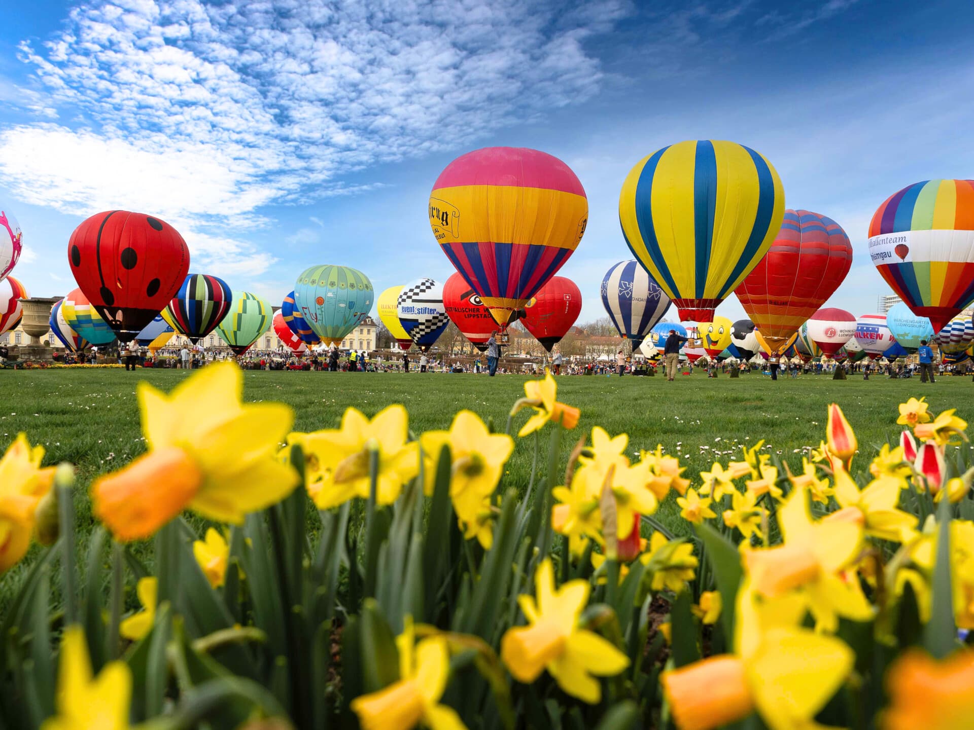 Heißluftballons auf einer Festwiese, im Vordergrund blühende Narzissen
