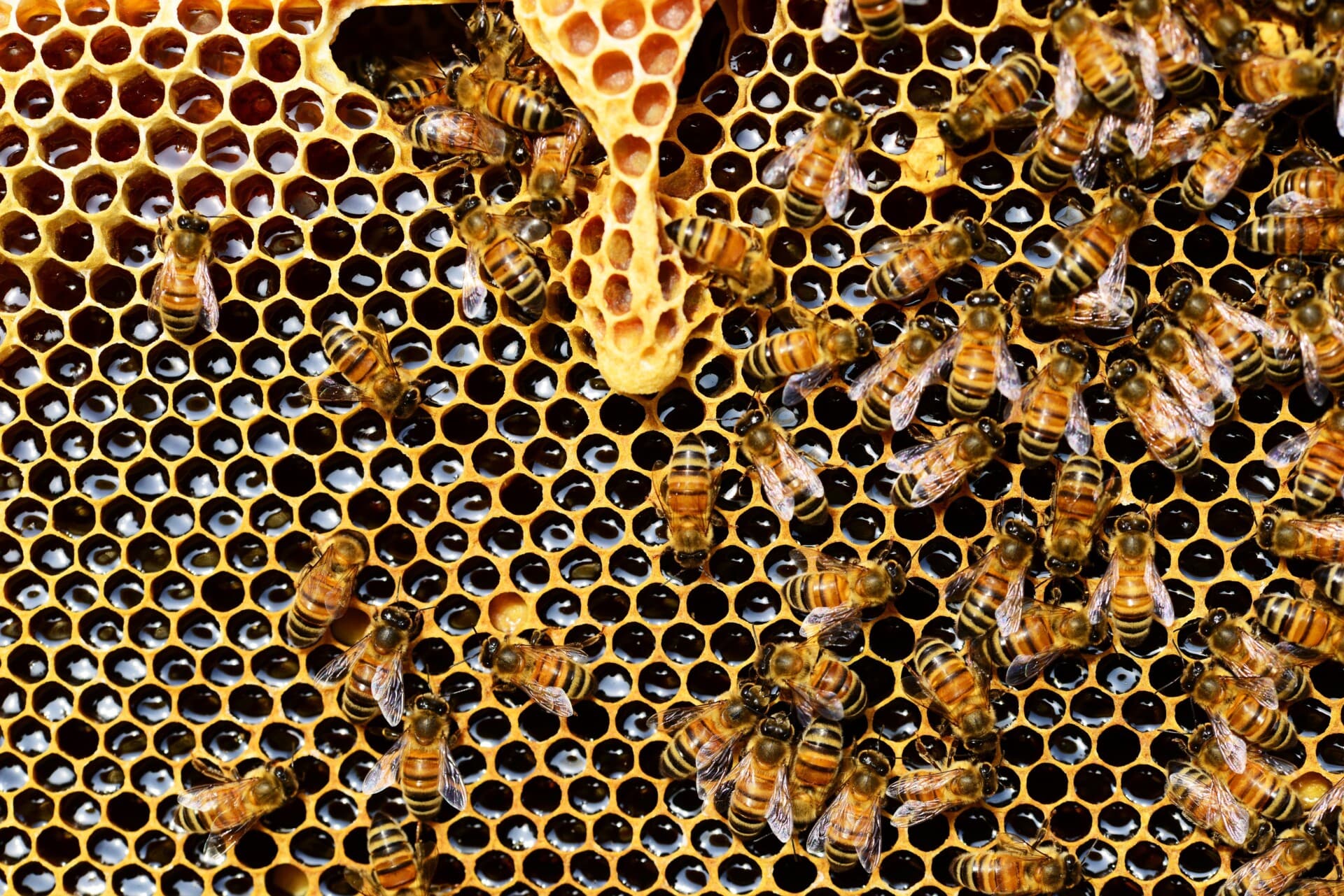 Nahaufnahme einer Bienenwabe mit vielen Bienen